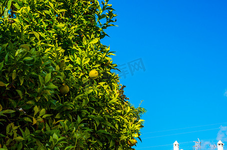 酸性摄影照片_有果子和绿叶的橙树，自然生长的橙子，健康饮食