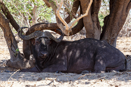 博茨瓦纳乔贝的水牛角野生动物