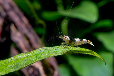 黑蜂矮虾在以木材和植物为背景的淡水水族箱中停留在水生植物的长绿叶上。