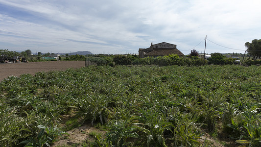 巴塞罗那郊区一个农场的朝鲜蓟种植园。