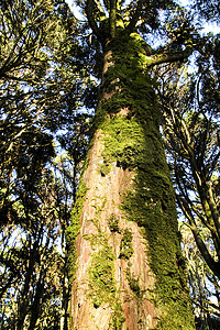 蕨类树叶摄影照片_辛特拉山的茂密森林和参天大树