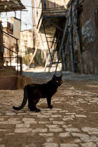 一只流浪的黑猫走在胡同里