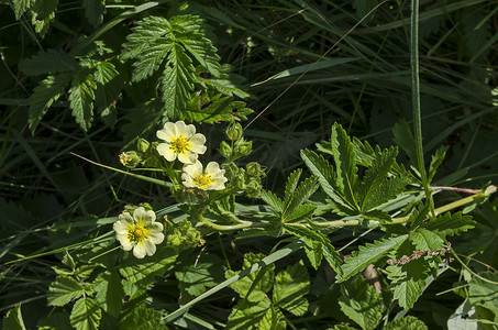 环绕五角星摄影照片_开花的细长的五角叶蕨，在 Lozen 山的林间空地上的小黄花