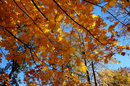 迷人的色彩在秋天的森林 1