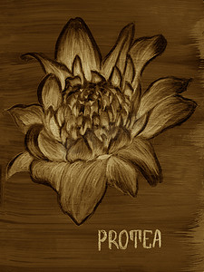 手绘花朵插图摄影照片_“Protea 绘图。异国情调的花朵绘图。手绘插图。棕褐色，眉毛和米色”