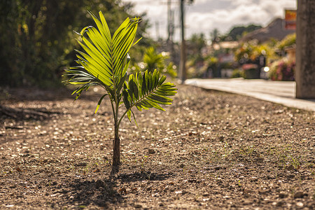 在街道附近的小棕榈树