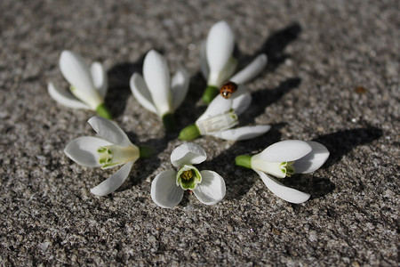 石头地板上的雪花莲和一只瓢虫