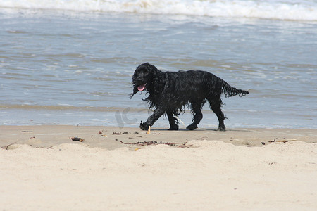 一只黑狗在海浪中玩耍 一只黑狗在海浪中玩耍