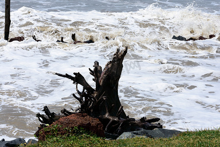 风暴期间热带海滩岛屿的湿树干和破碎海浪。