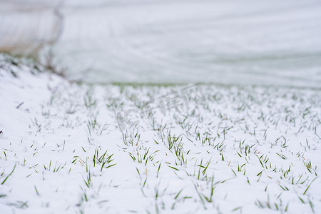 麦田在冬季被雪覆盖。