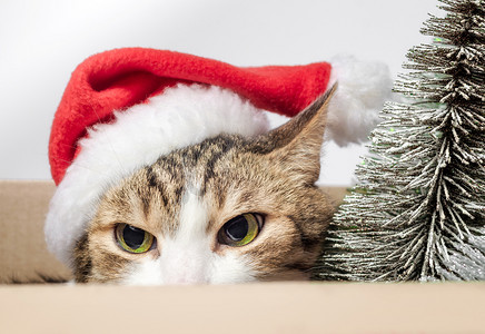 一只戴着红色圣诞帽的灰猫的肖像特写