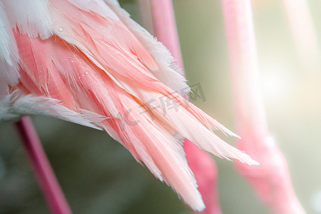 火烈鸟的羽毛摄影照片_粉色和白色火烈鸟的羽毛