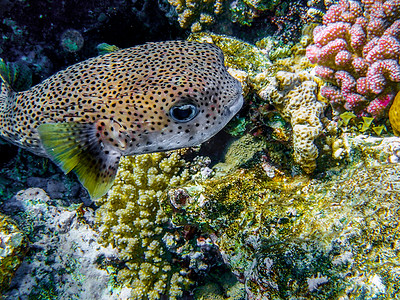 珊瑚可爱摄影照片_水下最可爱的鱼