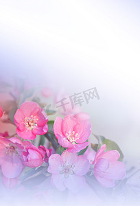 蓝色的花朵摄影照片_美丽的自然背景。花卉艺术设计。抽象宏观摄影。五颜六色的花。盛开的春天的花朵。开花的树。