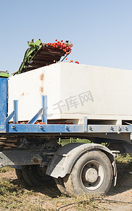 收割机摄影照片_收割机在拖车中收集西红柿
