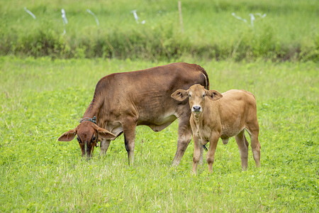 牛牧场摄影照片_棕色母牛在自然背景下的形象。