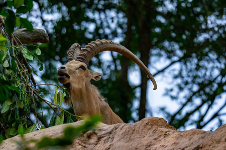 一只树叶摄影照片_一只 ibex 山羊 steinbock bouquetin Capra ibex 在山顶吃树叶