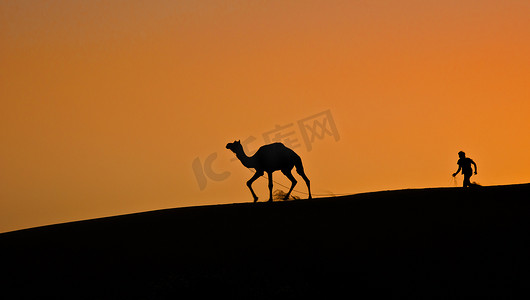 沙丘上的骆驼和追赶骆驼的男孩