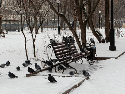 鸽子在冬天坐在雪地里。