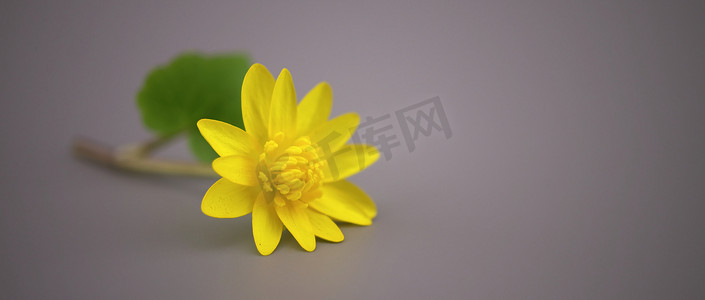 标题设计摄影照片_在灰色背景的黄色春天花
