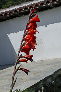 精致靠近摄影照片_巴尔干山修道院花园中的红色剑兰花，靠近 Varshets 镇
