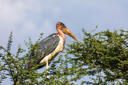 黑白鹤摄影照片_在巢埃塞俄比亚非洲野生动物的鹳鹳