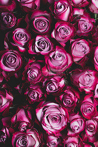 粉色调背景摄影照片_粉红色的玫瑰鲜花背景