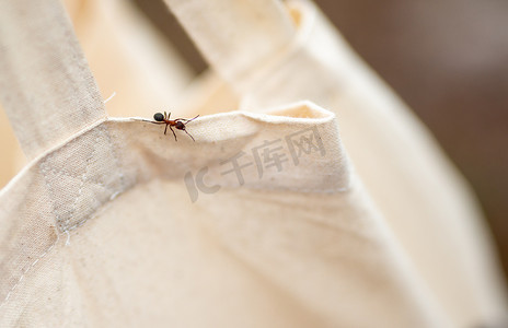 红木蚁 Formica rufa 特写-微距摄影