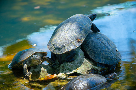 池塘里的红耳龟或水龟