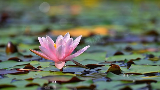 荷花鱼鱼摄影照片_美丽开花的粉红色睡莲-小湖花园里的莲花。