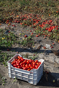 在板条箱中手动采摘西红柿。