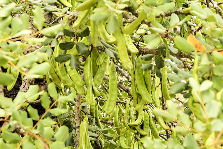 垂悬在 ceratonia siliqua 树的绿色角豆树果子