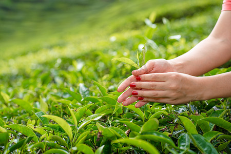 在特写镜头中，女孩轻轻地从高山上的绿色灌木丛中收集茶叶的顶部。