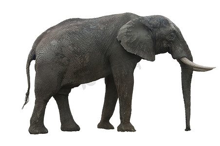 白色 ba 上切出象牙和大耳朵的非洲大象