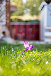春潮摄影照片_前院的春天。