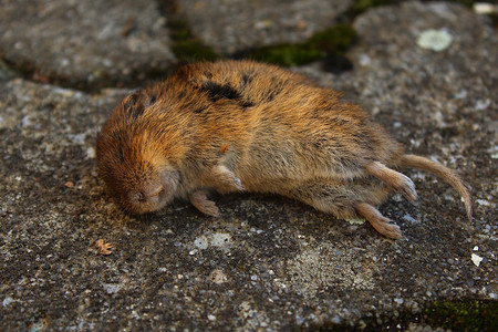 花园里的死老鼠