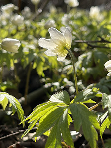 春日野摄影照片_阳光明媚的春日森林雪花莲早开花，白花，野木，特写照片