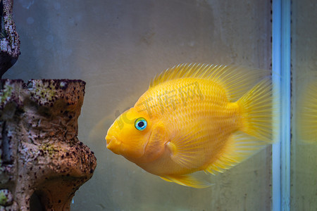 淡水水族馆的红鹦鹉慈鲷观赏鱼