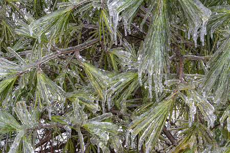 2013恭贺新禧摄影照片_加拿大多伦多，冻雨 2013 年 12 月