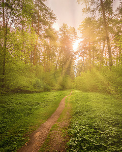 春天黄昏摄影照片_春天，阳光穿过松树，照亮了松林灌木丛中的嫩叶。