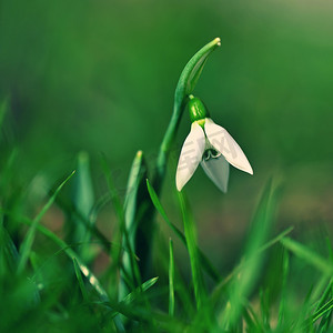 春天摄影照片_第一朵春天的花朵，在阳光明媚的日子里，有着五颜六色的自然背景。