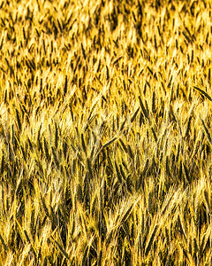 金色图图摄影照片_傍晚的阳光照亮了年轻黑麦的金色耳朵。