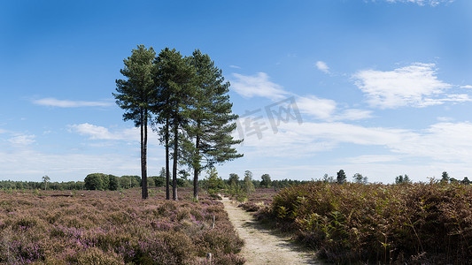 荷兰 Woudenberg 自然保护区 Den Treek 的一条小路，穿过五颜六色的石南花景观，那里有大刺树、蕨类植物、蓝天和云彩