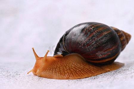 蜗牛原液摄影照片_非洲蜗牛。