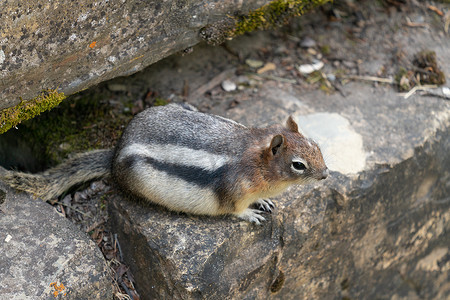 金毛地松鼠，Callospermophilus lateralis