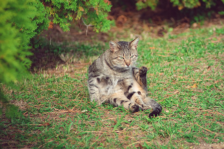 美丽的条纹猫