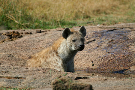 鬣狗在国家公园坦桑尼亚