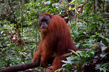 Gunung Leuser 国家公园的苏门答腊猩猩