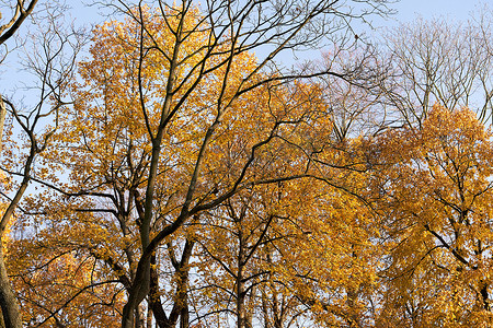秋天的天空背景上有黄色叶子的树