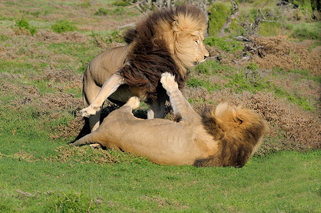 两只卡拉哈里狮子在阿多大象国家公园玩耍